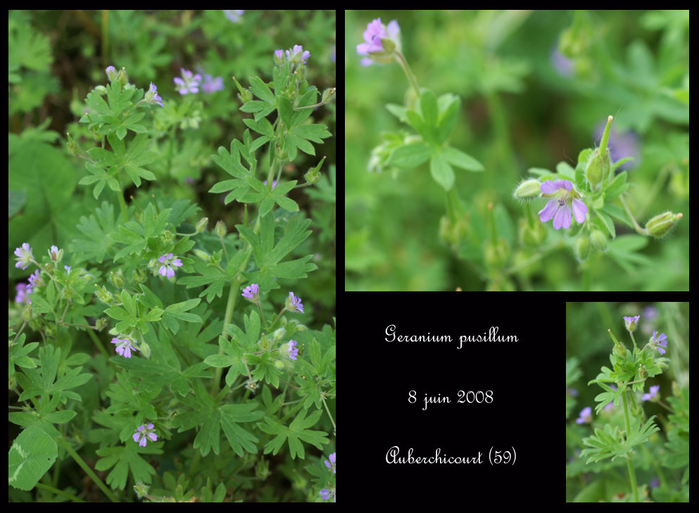 Geranium pusillum